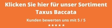 Taxus baccata kaufen | Gardline